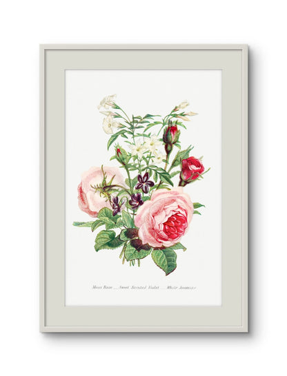 Moss Rose, Sweet Scented Violet & White Jasmine