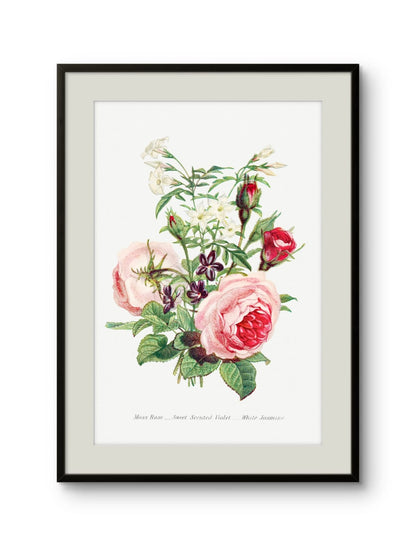 Moss Rose, Sweet Scented Violet & White Jasmine