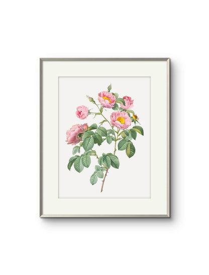 Vintage English Roses