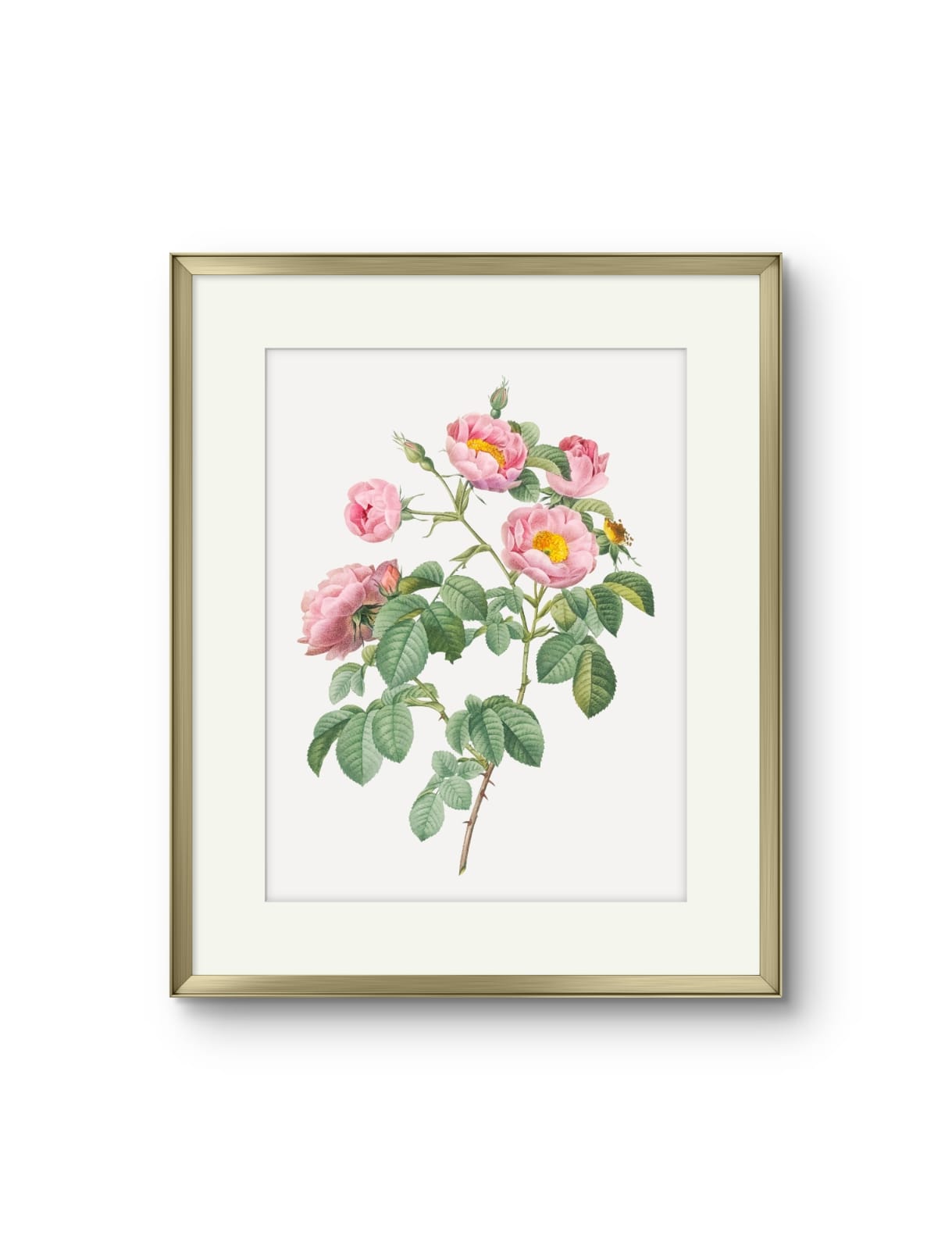 Vintage English Roses