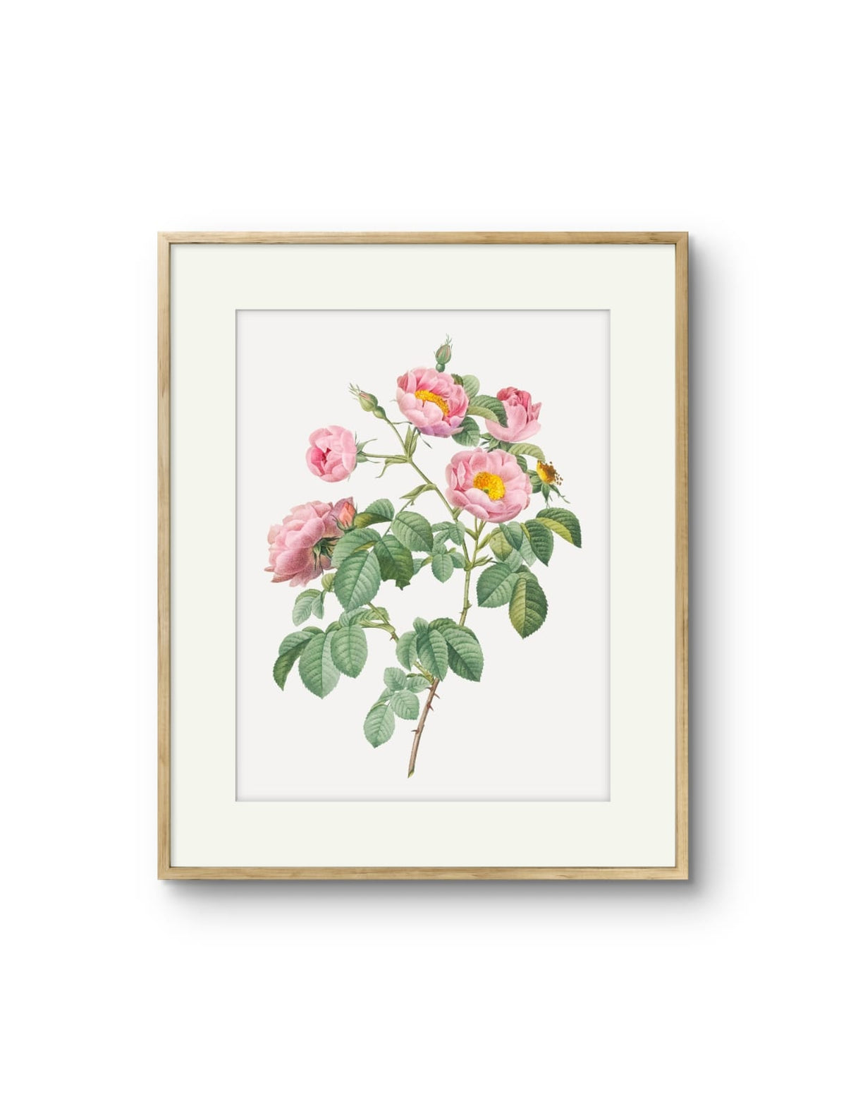 Vintage English Roses