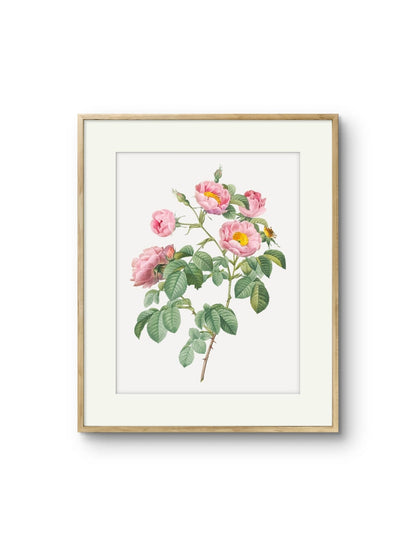 Vintage English Roses