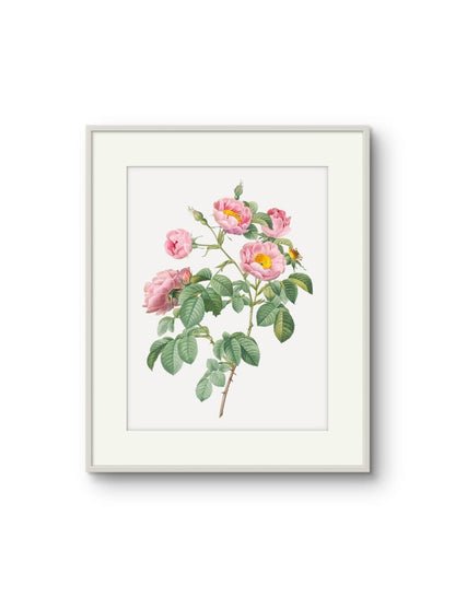 Vintage English Roses