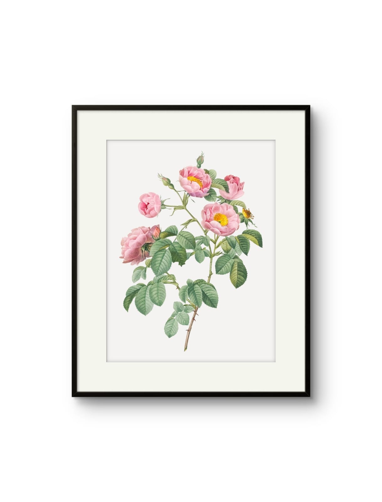 Vintage English Roses