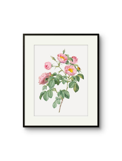 Vintage English Roses