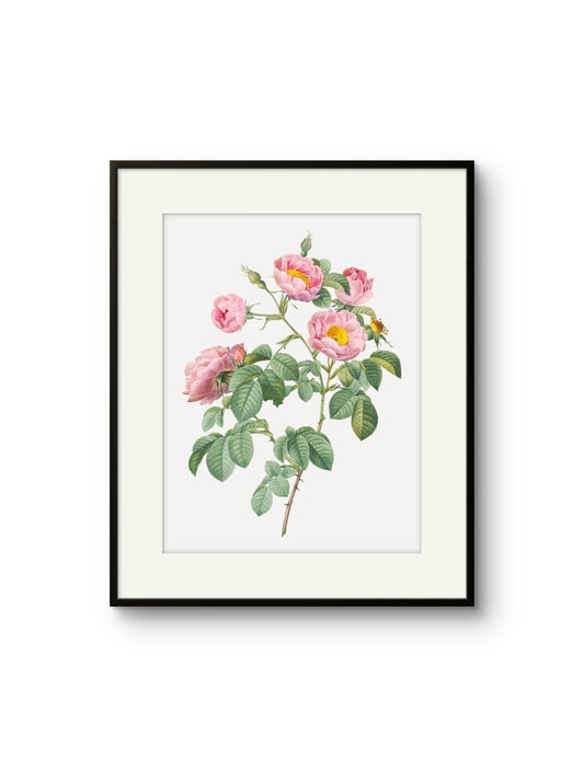 Vintage English Roses