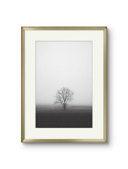 Lone Tree