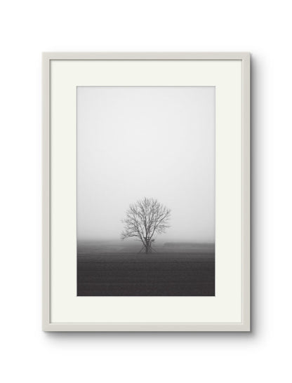 Lone Tree