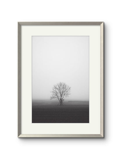 Lone Tree