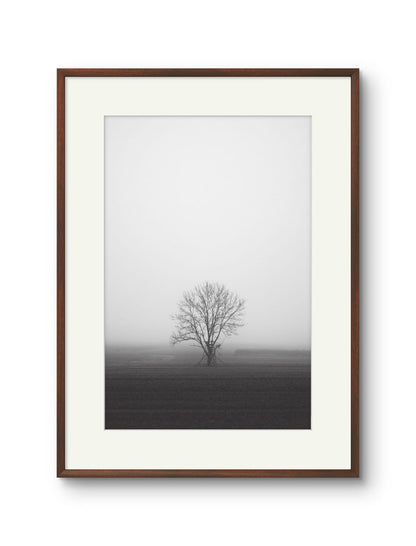 Lone Tree