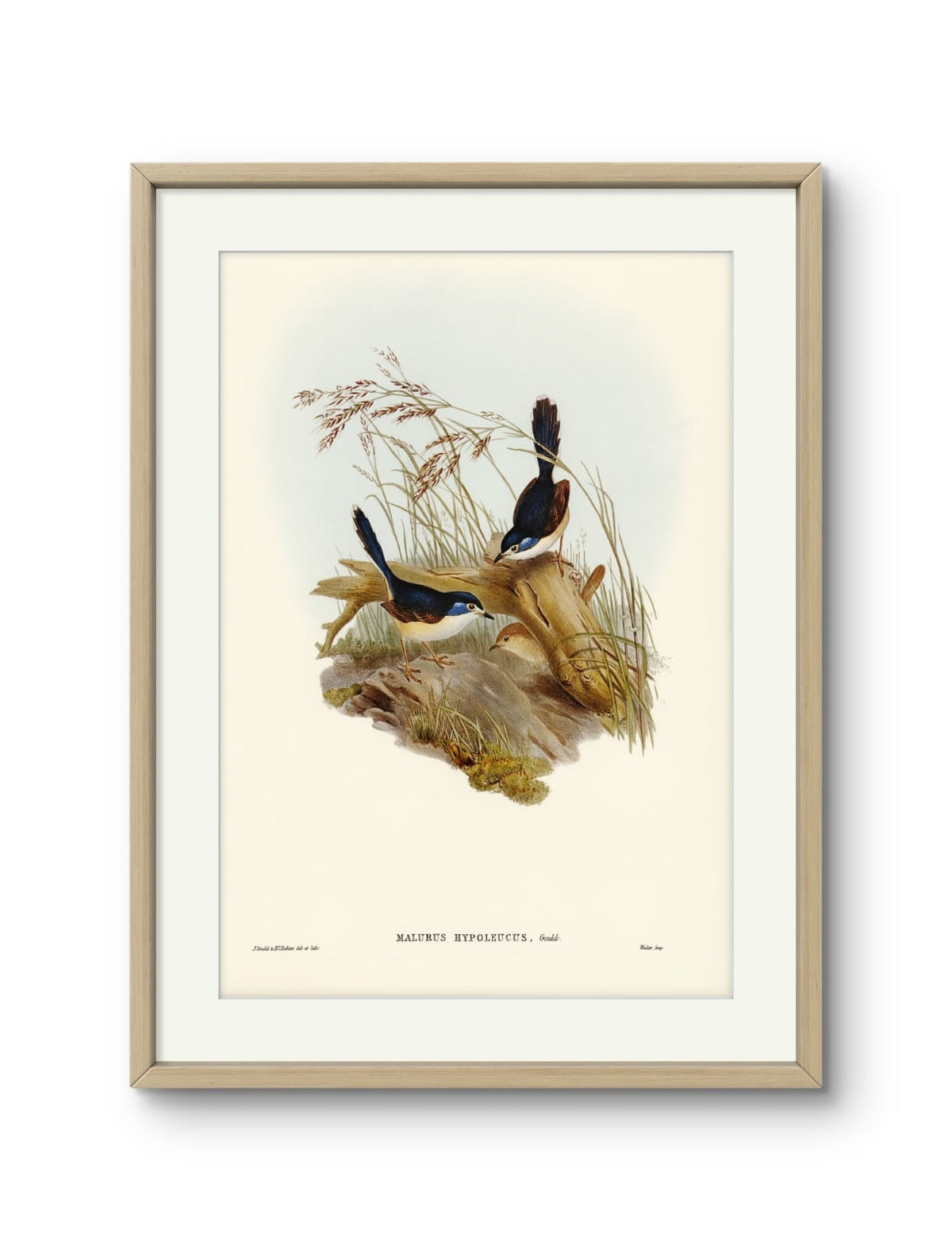 Birds - Malurus Hypoleucus