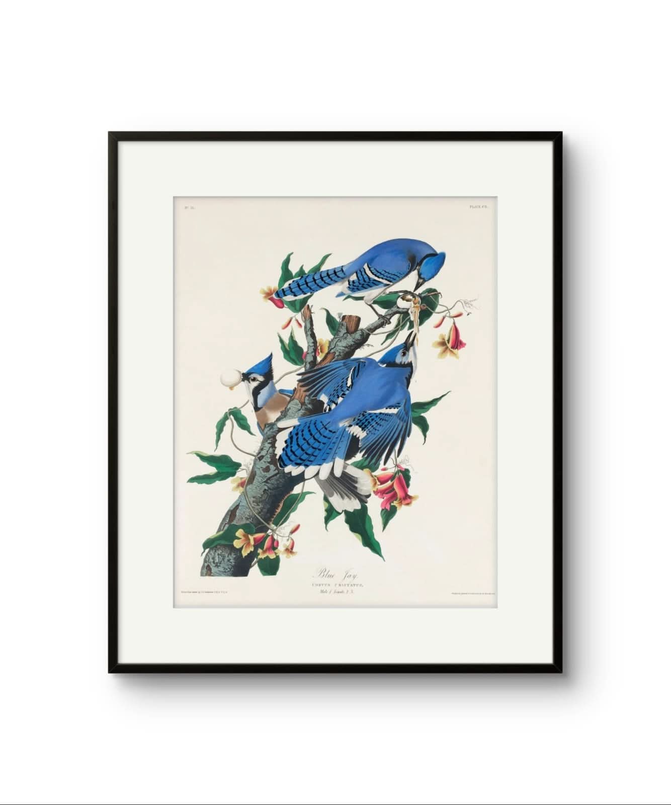 The Blue Jay - James Audubon abstract art print featuring gold and silver tones