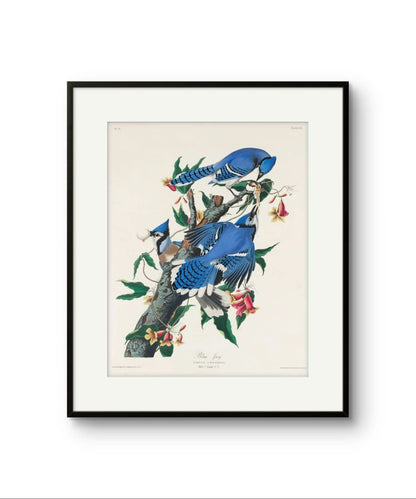 The Blue Jay - James Audubon abstract art print featuring gold and silver tones