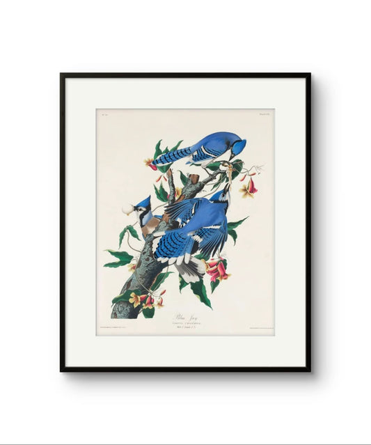 The Blue Jay - James Audubon abstract art print featuring gold and silver tones