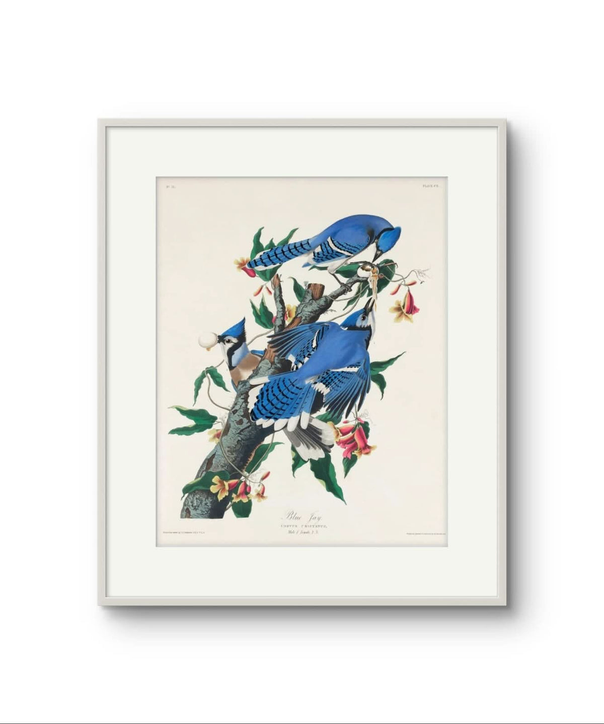 The Blue Jay - James Audubon – Premium Abstract Art Print