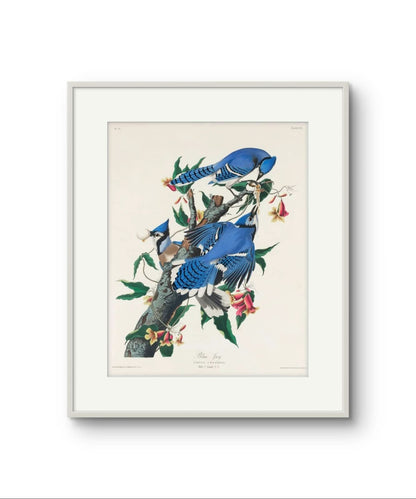 The Blue Jay - James Audubon – Premium Abstract Art Print