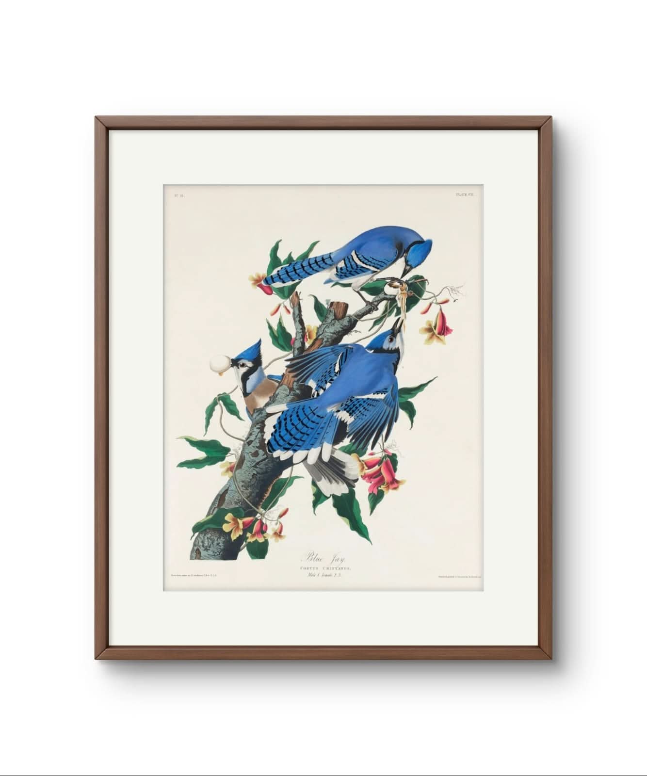 The Blue Jay - James Audubon – Premium Abstract Art Print