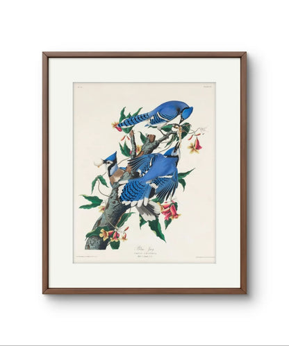 The Blue Jay - James Audubon – Premium Abstract Art Print