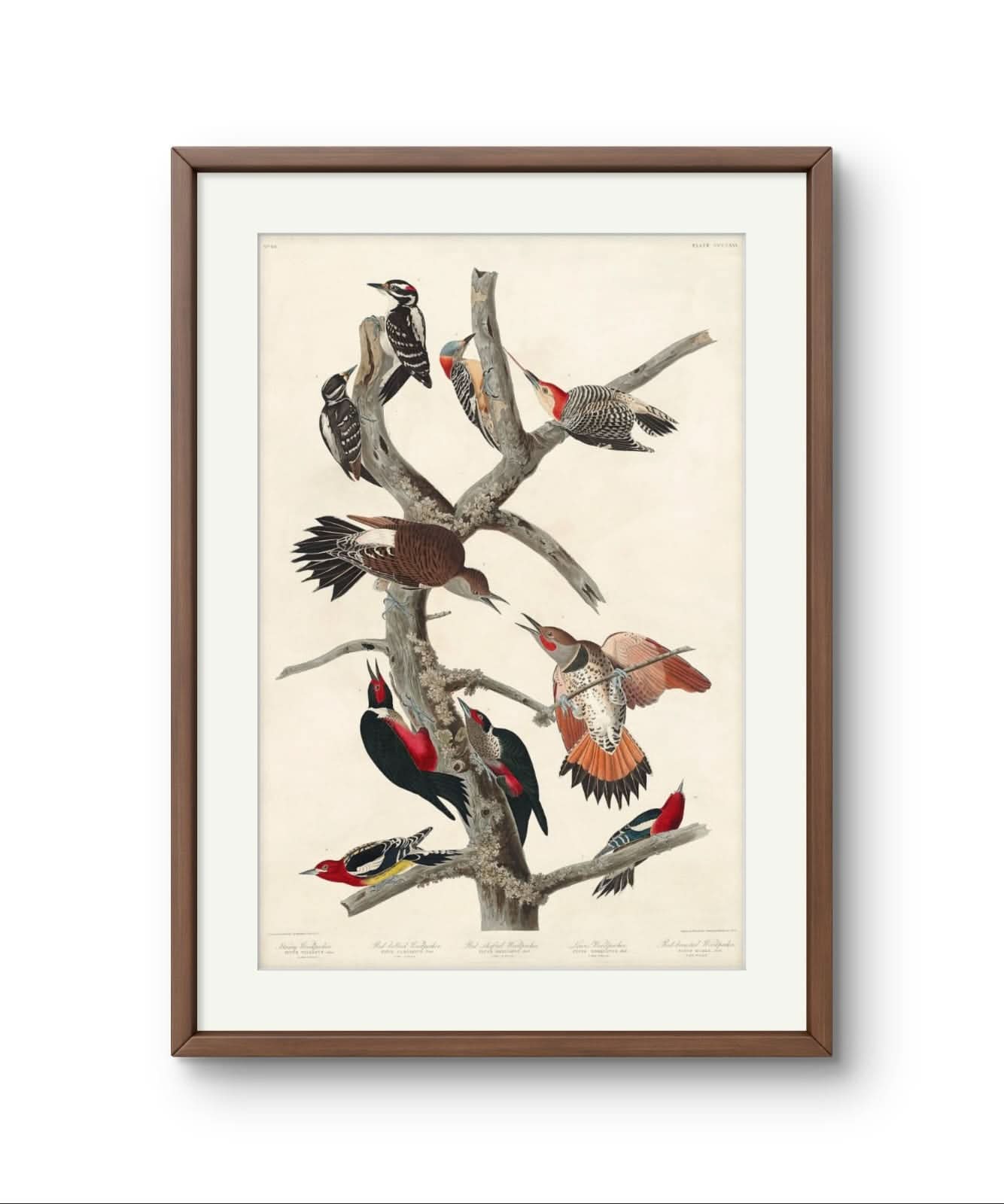 Woodpeckers – Premium Abstract Art Print