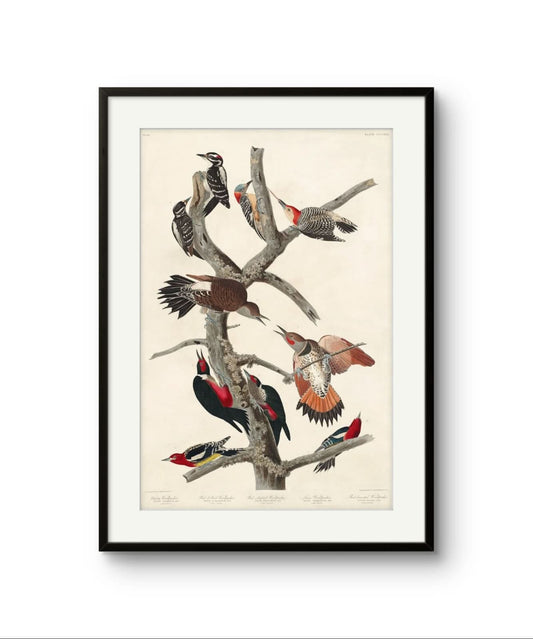 Woodpeckers – Premium Abstract Art Print