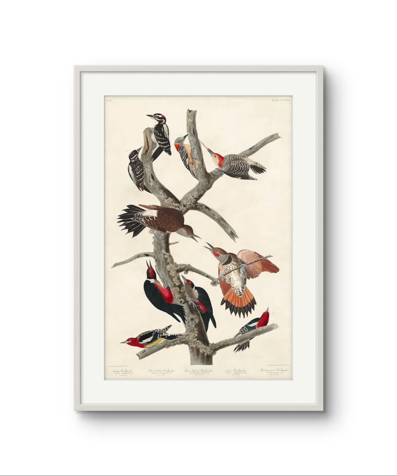 Woodpeckers – Premium Abstract Art Print