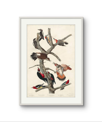 Woodpeckers – Premium Abstract Art Print