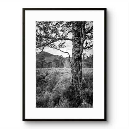 Tree in a forest
