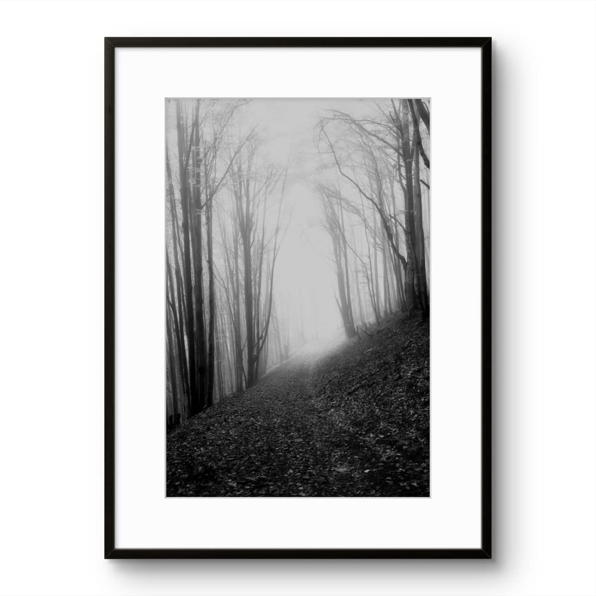 Misty Forest