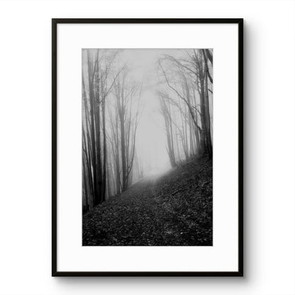 Misty Forest