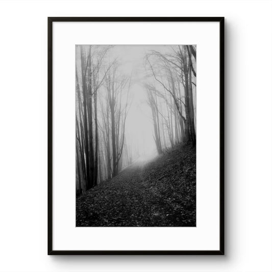 Misty Forest