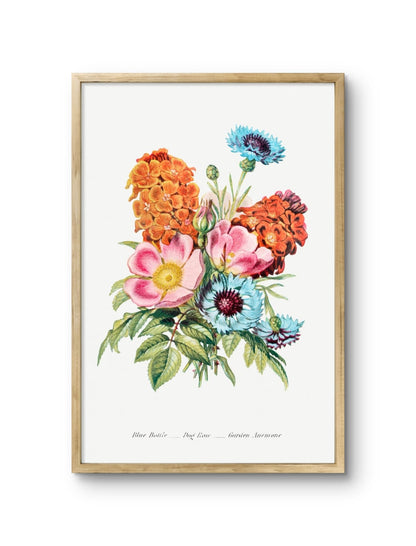 Blue Bottle, Dog Rose, Garden Anemone
