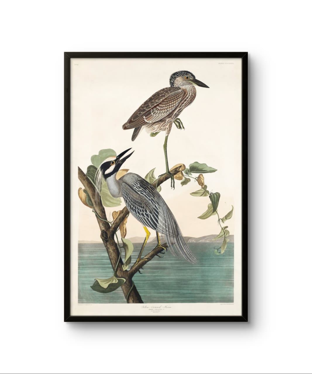 Yellow Crowned Heron - James Audubon – Premium Abstract Art Print