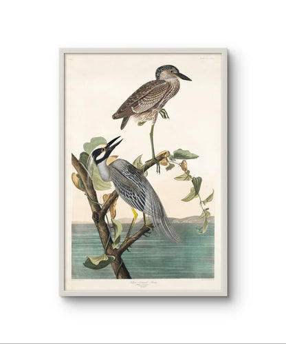 Yellow Crowned Heron - James Audubon – Premium Abstract Art Print