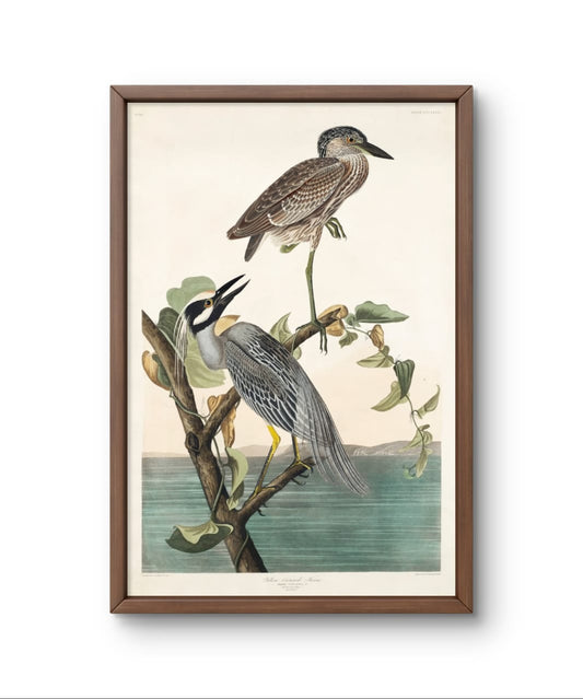 Yellow Crowned Heron - James Audubon – Premium Abstract Art Print