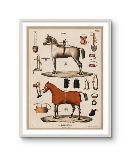 Vintage Horse Anatomy