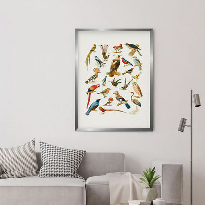 An assortment of birds