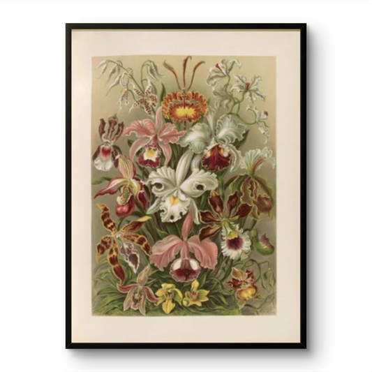 Flowers illustration from Kunstformen der Natur- Ernst Haeckel